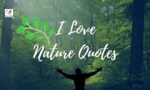 Beautiful forest landscape with sunlight shining through tall trees, representing Nature Healing Quotes, inner peace, emotional healing, mindfulness, and the calming beauty of nature.
